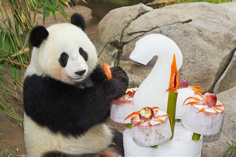 are all the pandas in the world owned by china